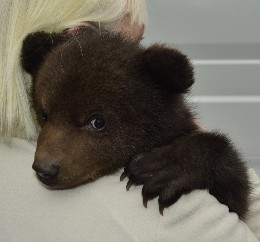 ein junger Braunbär