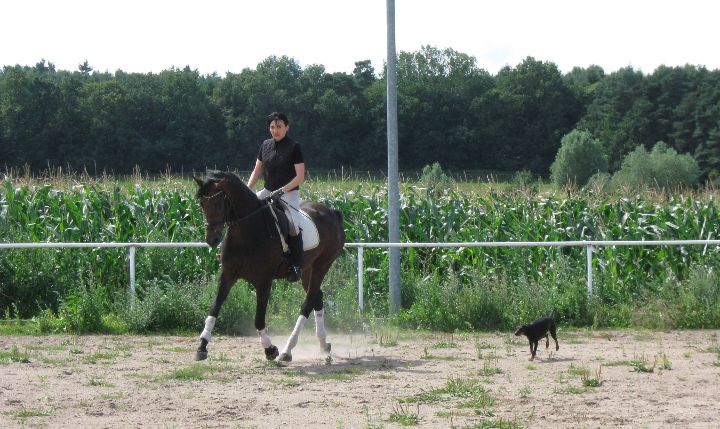 Pferd mit Reiter auf Reitplatz