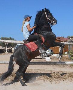 Reitstunde auf einem echten spanischen Pferd